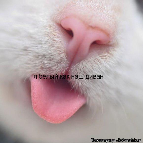 я белый как наш диван... Котоматрица: я белый как наш диван
