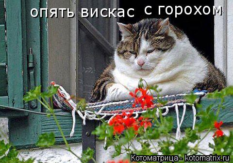 опять вискас с горохом... Котоматрица: опять вискас с горохом