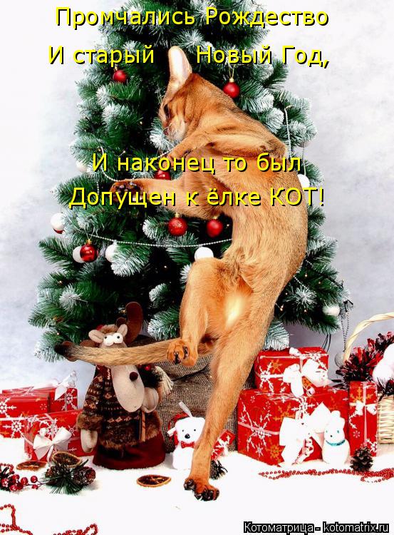 Промчались Рождество И старый Новый Год, И наконец то был Допущен к ёлке КОТ!... Котоматрица: Промчались Рождество И старый Новый Год, И наконец то был Допущен к ёлке КОТ!