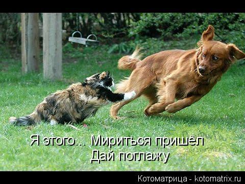 Я этого... Мириться пришёл Дай поглажу... Котоматрица: Я этого... Мириться пришёл Дай поглажу