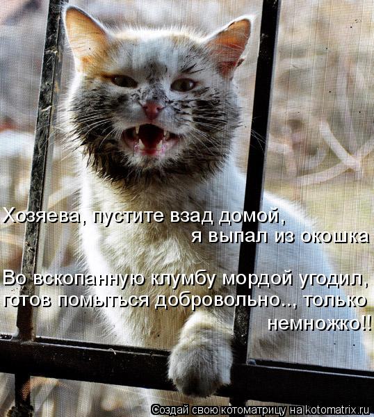 Хозяева, пустите взад домой, я выпал из окошка Во вскопанную клумбу мордой угодил, готов помыться доб... Котоматрица: Хозяева, пустите взад домой, я выпал из окошка Во вскопанную клумбу мордой угодил, готов помыться добровольно.., только немножко!!