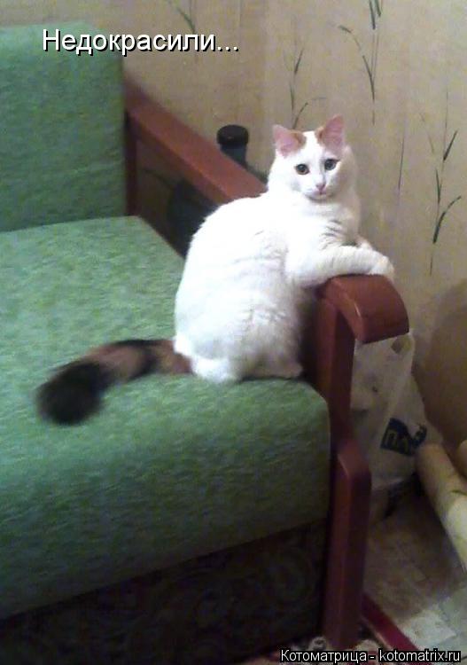 Недокрасили...... Котоматрица: Недокрасили...