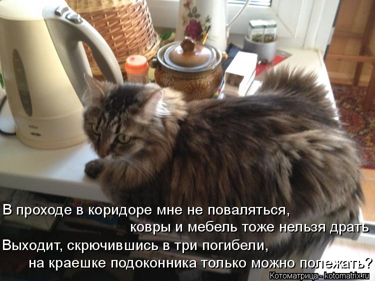 В проходе в коридоре мне не поваляться, ковры и мебель тоже нельзя драть Выходит, скрючившись в три п... Котоматрица: В проходе в коридоре мне не поваляться, ковры и мебель тоже нельзя драть Выходит, скрючившись в три погибели, на краешке подоконника только