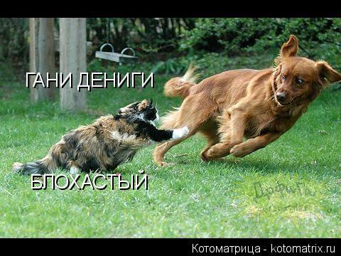 ГАНИ ДЕНИГИ БЛОХАСТЫЙ... Котоматрица: ГАНИ ДЕНИГИ БЛОХАСТЫЙ