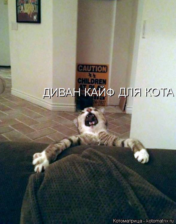ДИВАН КАЙФ ДЛЯ КОТА... Котоматрица: ДИВАН КАЙФ ДЛЯ КОТА
