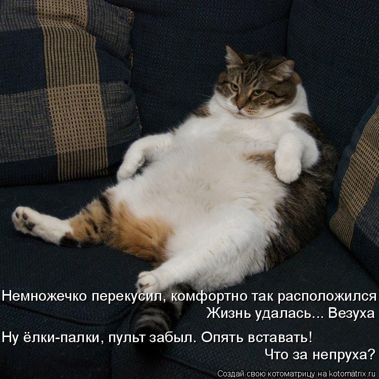 Немножечко перекусил, комфортно так расположился Жизнь удалась... Везуха Ну ёлки-палки, пульт забыл. ... Котоматрица: Немножечко перекусил, комфортно так расположился Жизнь удалась... Везуха Ну ёлки-палки, пульт забыл. Опять вставать! Что за непруха?