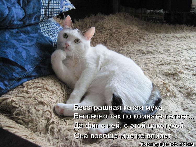 Бесстрашная какая муха, Беспечно так по комнате летает... Да фиг с ней, с этой цокотухой Она вообще м... Котоматрица: Бесстрашная какая муха, Беспечно так по комнате летает... Да фиг с ней, с этой цокотухой Она вообще мне не влияет