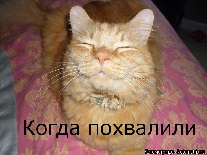 Когда похвалили... Котоматрица: Когда похвалили