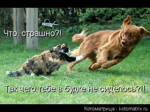 Что, страшно?! Так чего тебе в будке не сиделось?!!... Котоматрица: Что, страшно?! Так чего тебе в будке не сиделось?!!
