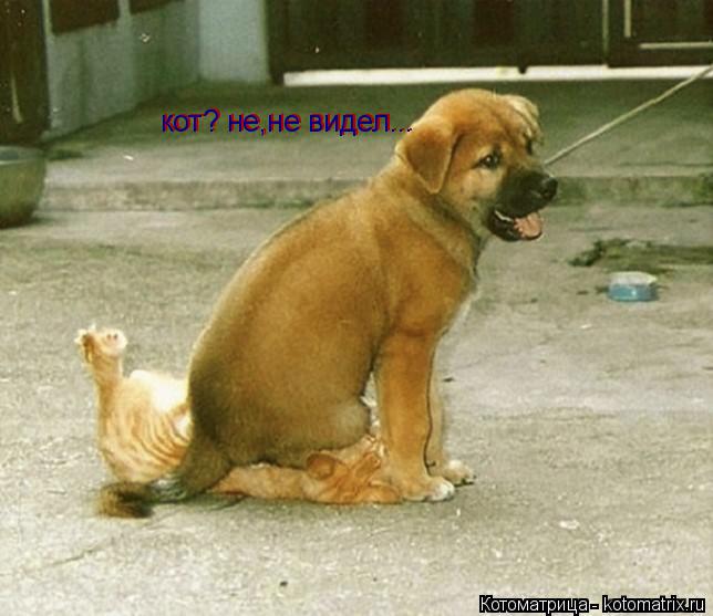 кот? не,не видел... кот? не,не видел...... Котоматрица: кот? не,не видел... кот? не,не видел...