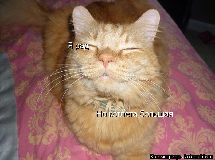 Я рад Но котлета большая... Котоматрица: Я рад Но котлета большая