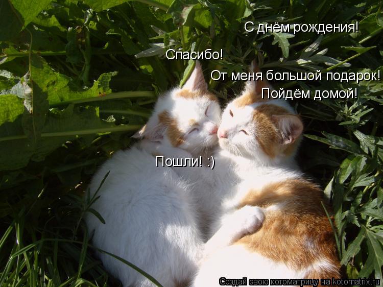 Котоматрица: С днём рождения! Спасибо! От меня большой подарок! Пойдём домой! Пошли! :)