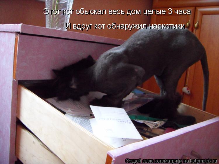 Котоматрица: Этот кот обыскал весь дом целые 3 часа И вдруг кот обнаружил наркотики