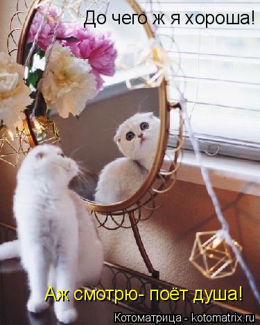 До чего ж я хороша! Аж смотрю- поёт душа!... Котоматрица: До чего ж я хороша! Аж смотрю- поёт душа!