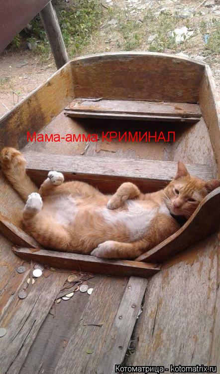 Мама-амма КРИМИНАЛ... Котоматрица: Мама-амма КРИМИНАЛ