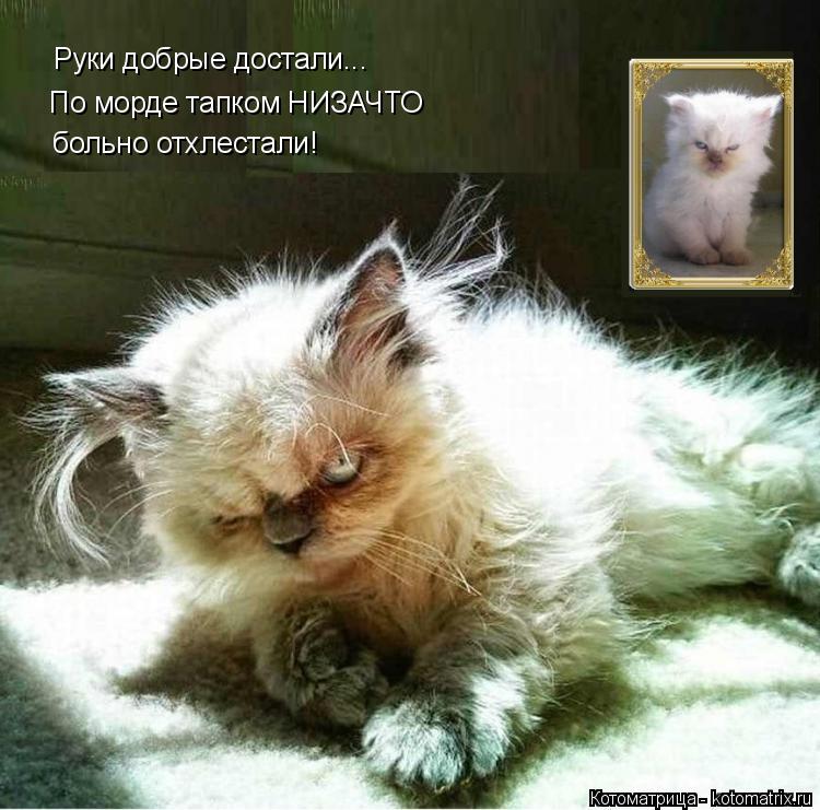 Руки добрые достали... По морде тапком НИЗАЧТО больно отхлестали!... Котоматрица: Руки добрые достали... По морде тапком НИЗАЧТО больно отхлестали!