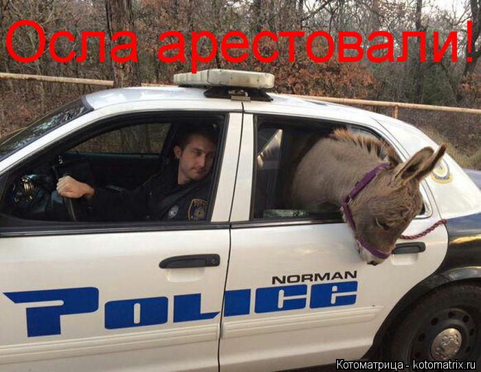 Котоматрица: Осла арестовали!