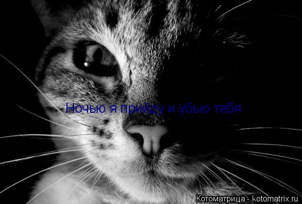 Ночью я прийду и убью тебя... Котоматрица: Ночью я прийду и убью тебя