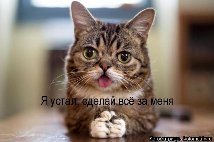 Я устал, сделай всё за меня... Котоматрица: Я устал, сделай всё за меня