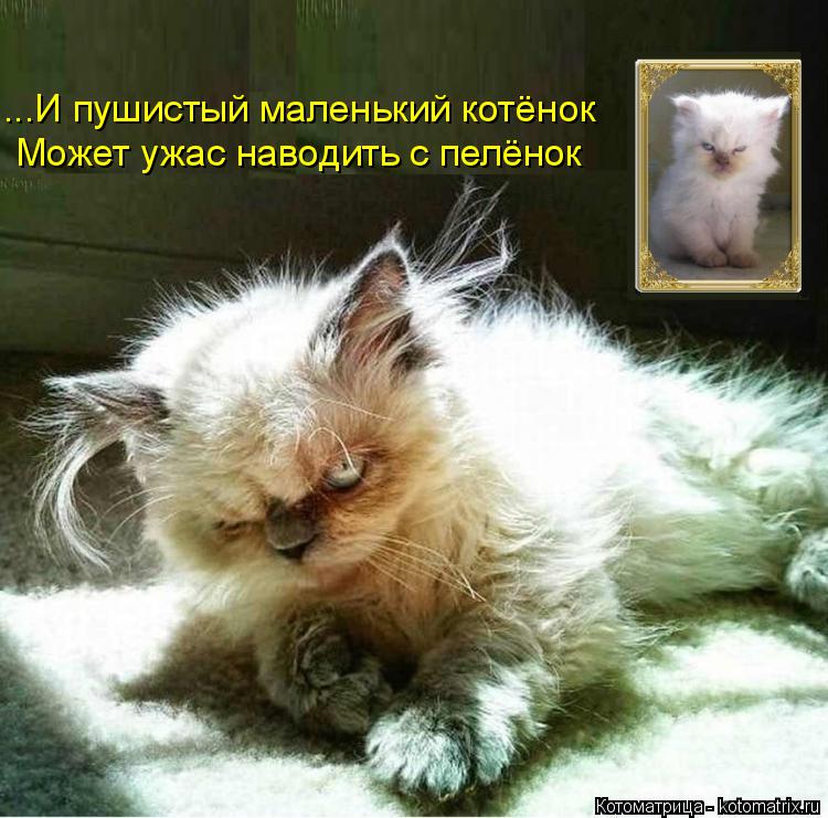 ...И пушистый маленький котёнок Может ужас наводить с пелёнок... Котоматрица: ...И пушистый маленький котёнок Может ужас наводить с пелёнок