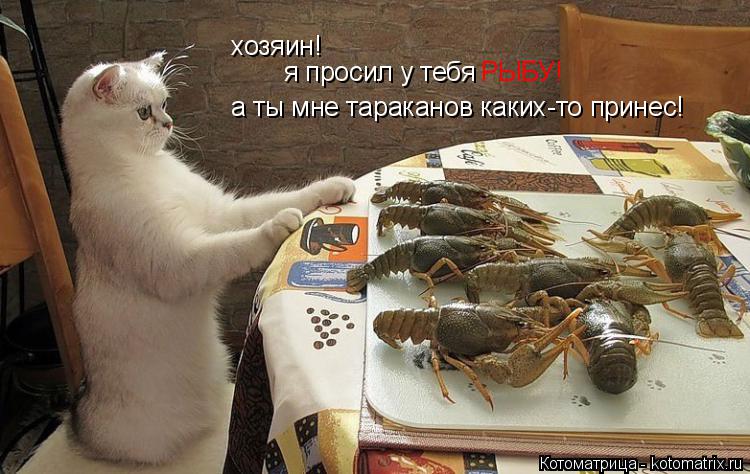 хозяин! я просил у тебя РЫБУ! а ты мне тараканов каких-то принес!... Котоматрица: хозяин! я просил у тебя РЫБУ! а ты мне тараканов каких-то принес!