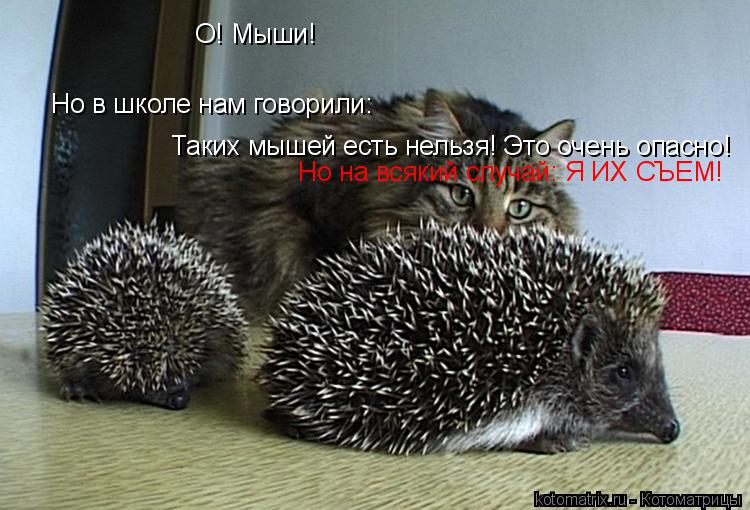 Котоматрица: О! Мыши! Но в школе нам говорили: Таких мышей есть нельзя! Это очень опасно! Но на всякий случай: Я ИХ СЪЕМ!