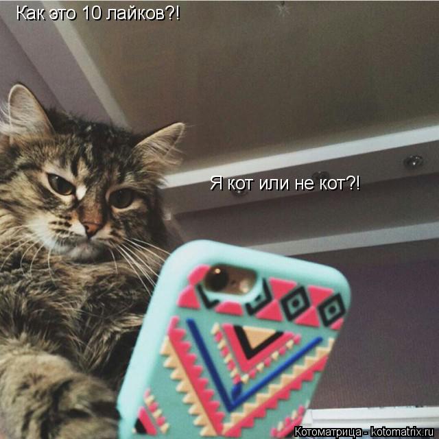 Как это 10 лайков?! Я кот или не кот?!... Котоматрица: Как это 10 лайков?! Я кот или не кот?!
