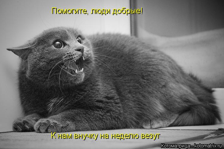 Помогите, люди добрые! К нам внучку на неделю везут... Котоматрица: Помогите, люди добрые! К нам внучку на неделю везут