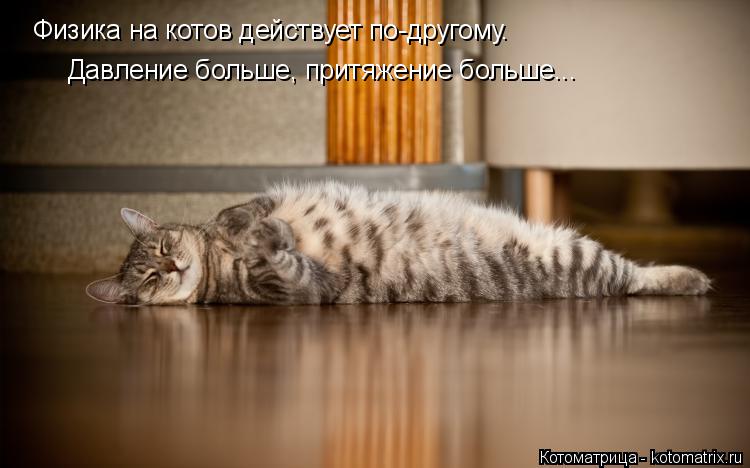 Физика на котов действует по-другому. Давление больше, притяжение больше...... Котоматрица: Физика на котов действует по-другому. Давление больше, притяжение больше...