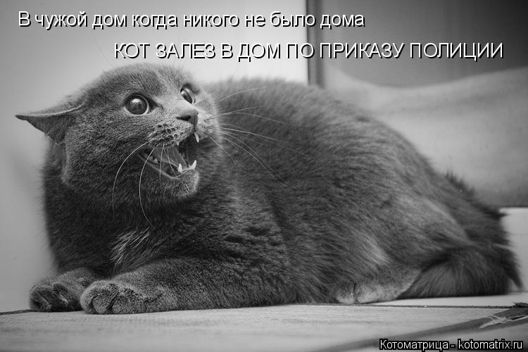 Котоматрица: В чужой дом когда никого не было дома КОТ ЗАЛЕЗ В ДОМ ПО ПРИКАЗУ ПОЛИЦИИ