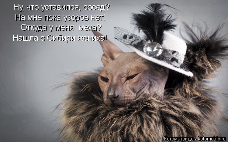 Ну, что уставился, сосед? На мне пока узоров нет! Откуда у меня меха? Нашла с Сибири жениха!... Котоматрица: Ну, что уставился, сосед? На мне пока узоров нет! Откуда у меня меха? Нашла с Сибири жениха!