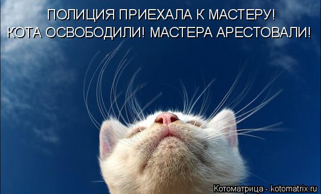 Котоматрица: ПОЛИЦИЯ ПРИЕХАЛА К МАСТЕРУ! КОТА ОСВОБОДИЛИ! МАСТЕРА АРЕСТОВАЛИ!