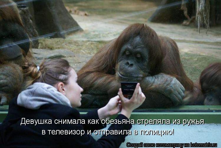 Котоматрица: Девушка снимала как обезьяна стреляла из ружья в телевизор и отправила в полицию!