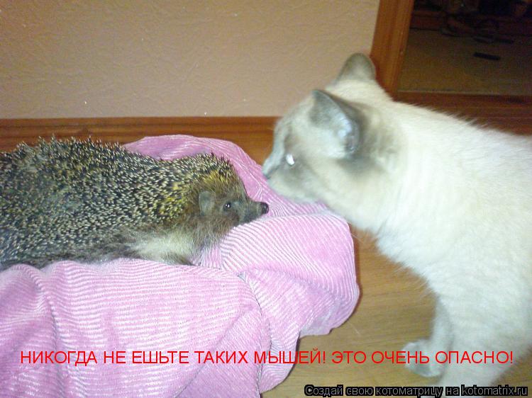 Котоматрица: НИКОГДА НЕ ЕШЬТЕ ТАКИХ МЫШЕЙ! ЭТО ОЧЕНЬ ОПАСНО!