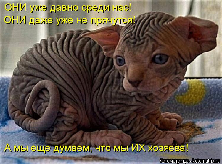 ОНИ уже давно среди нас! ОНИ даже уже не прячутся! А мы еще думаем, что мы ИХ хозяева!... Котоматрица: ОНИ уже давно среди нас! ОНИ даже уже не прячутся! А мы еще думаем, что мы ИХ хозяева!