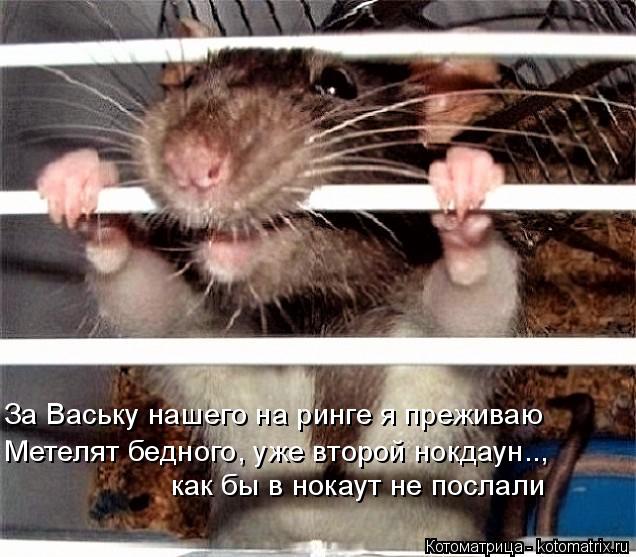 За Ваську нашего на ринге я преживаю Метелят бедного, уже второй нокдаун.., как бы в нокаут не послал... Котоматрица: За Ваську нашего на ринге я преживаю Метелят бедного, уже второй нокдаун.., как бы в нокаут не послали