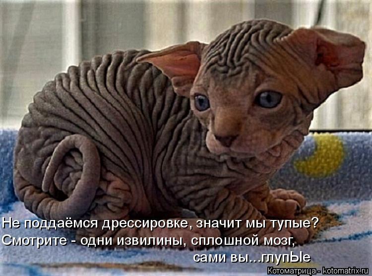 Не поддаёмся дрессировке, значит мы тупые? Смотрите - одни извилины, сплошной мозг, сами вы...глупЫе... Котоматрица: Не поддаёмся дрессировке, значит мы тупые? Смотрите - одни извилины, сплошной мозг, сами вы...глупЫе