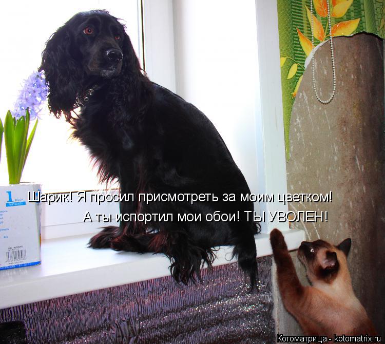 Котоматрица: Шарик! Я просил присмотреть за моим цветком! А ты испортил мои обои! ТЫ УВОЛЕН!
