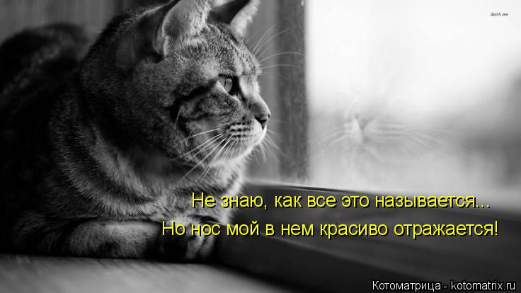 Котоматрица: Не знаю, как все это называется... Но нос мой в нем красиво отражается!