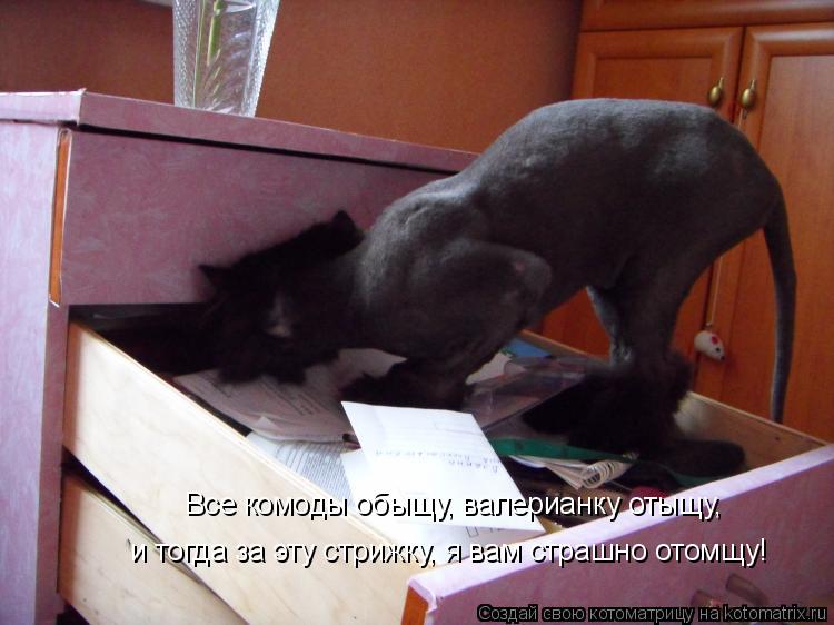 Котоматрица: Все комоды обыщу, валерианку отыщу, и тогда за эту стрижку, я вам страшно отомщу!