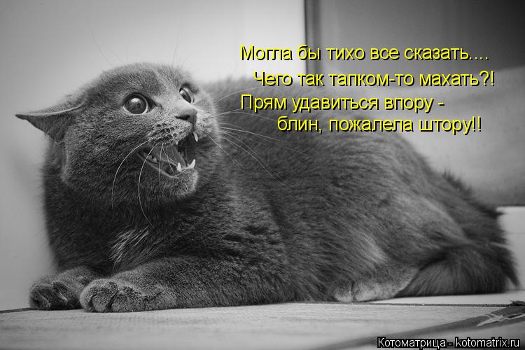 Могла бы тихо все сказать.... Чего так тапком-то махать?! Прям удавиться впору - блин, пожалела штору... Котоматрица: Могла бы тихо все сказать.... Чего так тапком-то махать?! Прям удавиться впору - блин, пожалела штору!!
