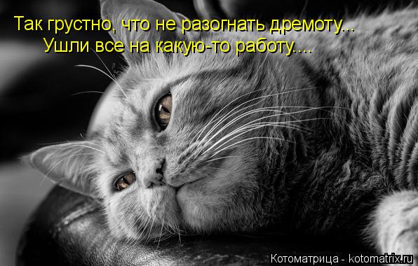 Котоматрица: Так грустно, что не разогнать дремоту... Ушли все на какую-то работу....