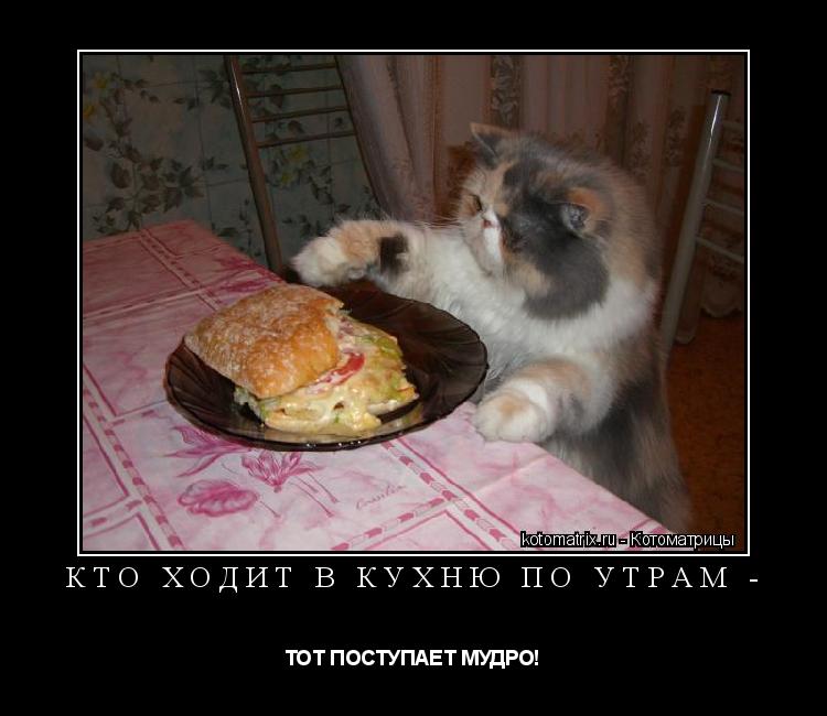 Котоматрица: КТО ХОДИТ В КУХНЮ ПО УТРАМ - ТОТ ПОСТУПАЕТ МУДРО!