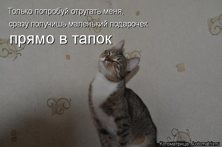 Только попробуй отругать меня, Только попробуй отругать меня, сразу получишь маленький подарочек прям... Котоматрица: Только попробуй отругать меня, Только попробуй отругать меня, сразу получишь маленький подарочек прямо в тапок