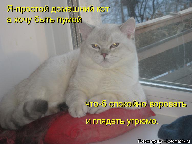 Я-простой домашний кот что-б спокойно воровать а хочу быть пумой и глядеть угрюмо.... Котоматрица: Я-простой домашний кот что-б спокойно воровать а хочу быть пумой и глядеть угрюмо.