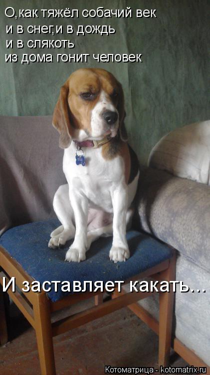 О,как тяжёл собачий век и в снег,и в дождь и в слякоть из дома гонит человек И заставляет какать...... Котоматрица: О,как тяжёл собачий век и в снег,и в дождь и в слякоть из дома гонит человек И заставляет какать...