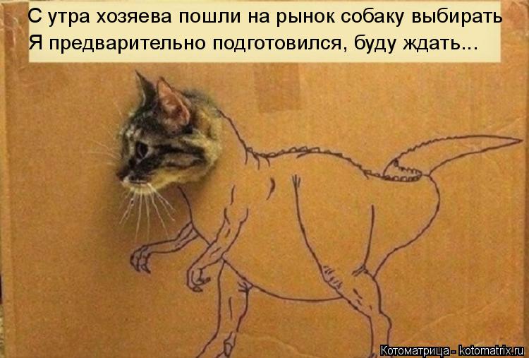 С утра хозяева пошли на рынок собаку выбирать Я предварительно подготовился, буду ждать...... Котоматрица: С утра хозяева пошли на рынок собаку выбирать Я предварительно подготовился, буду ждать...