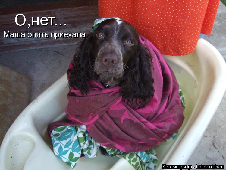 О,нет... Маша опять приехала... Котоматрица: О,нет... Маша опять приехала