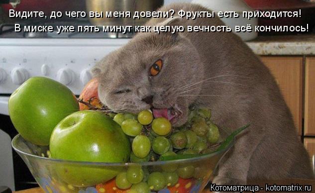 Видите, до чего вы меня довели? Фрукты есть приходится! В миске уже пять минут как целую вечность всё... Котоматрица: Видите, до чего вы меня довели? Фрукты есть приходится! В миске уже пять минут как целую вечность всё кончилось!