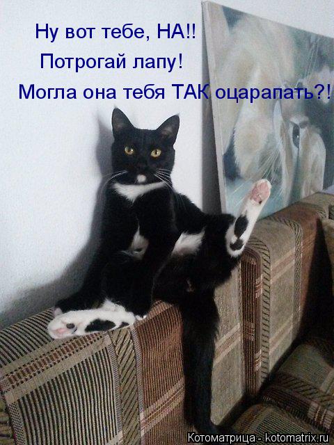 Ну вот тебе, НА!! Потрогай лапу! Могла она тебя ТАК оцарапать?!... Котоматрица: Ну вот тебе, НА!! Потрогай лапу! Могла она тебя ТАК оцарапать?!
